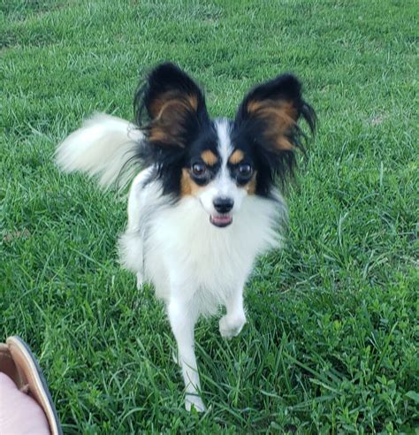 papillon breeders near me.